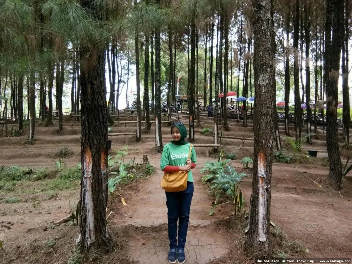 wisata Hutan Pinus Sanggaran Agung asri
