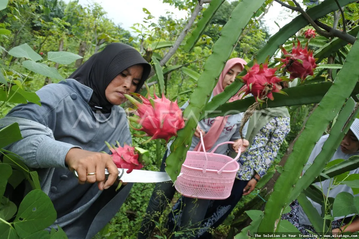 wisata Kampung Naga, suasana perkampungan adat