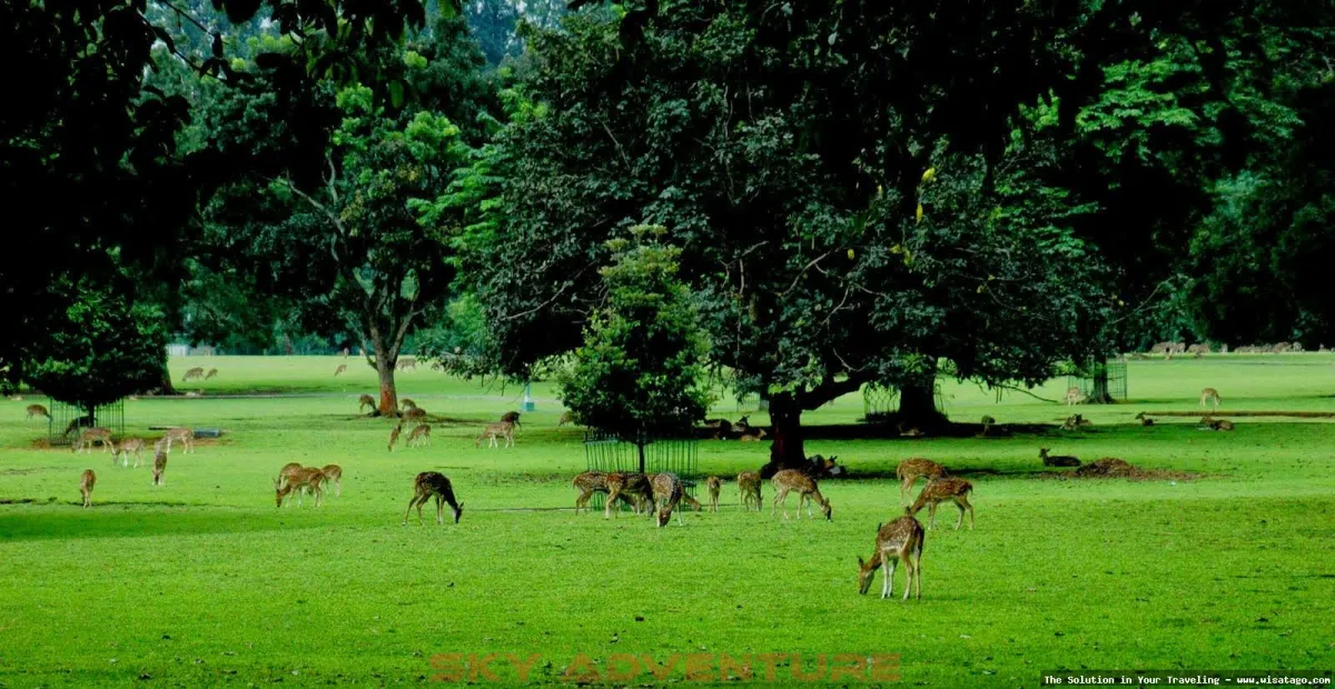 Wisata Kebun Raya Bogor yang asri