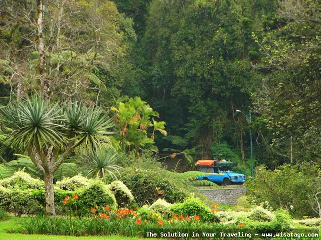Wisata Kebun Raya Cibodas Cianjur sejuk.