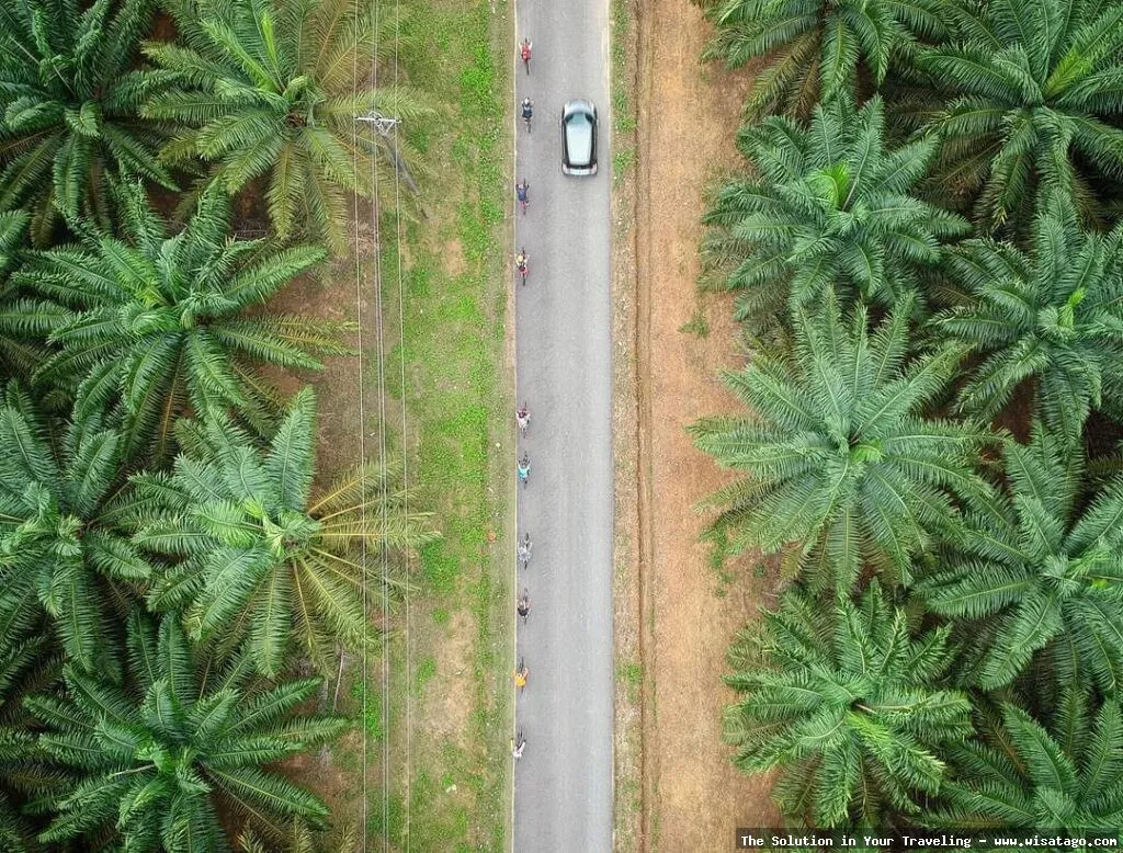 Wisata Kebun Sawit Jasli yang asri