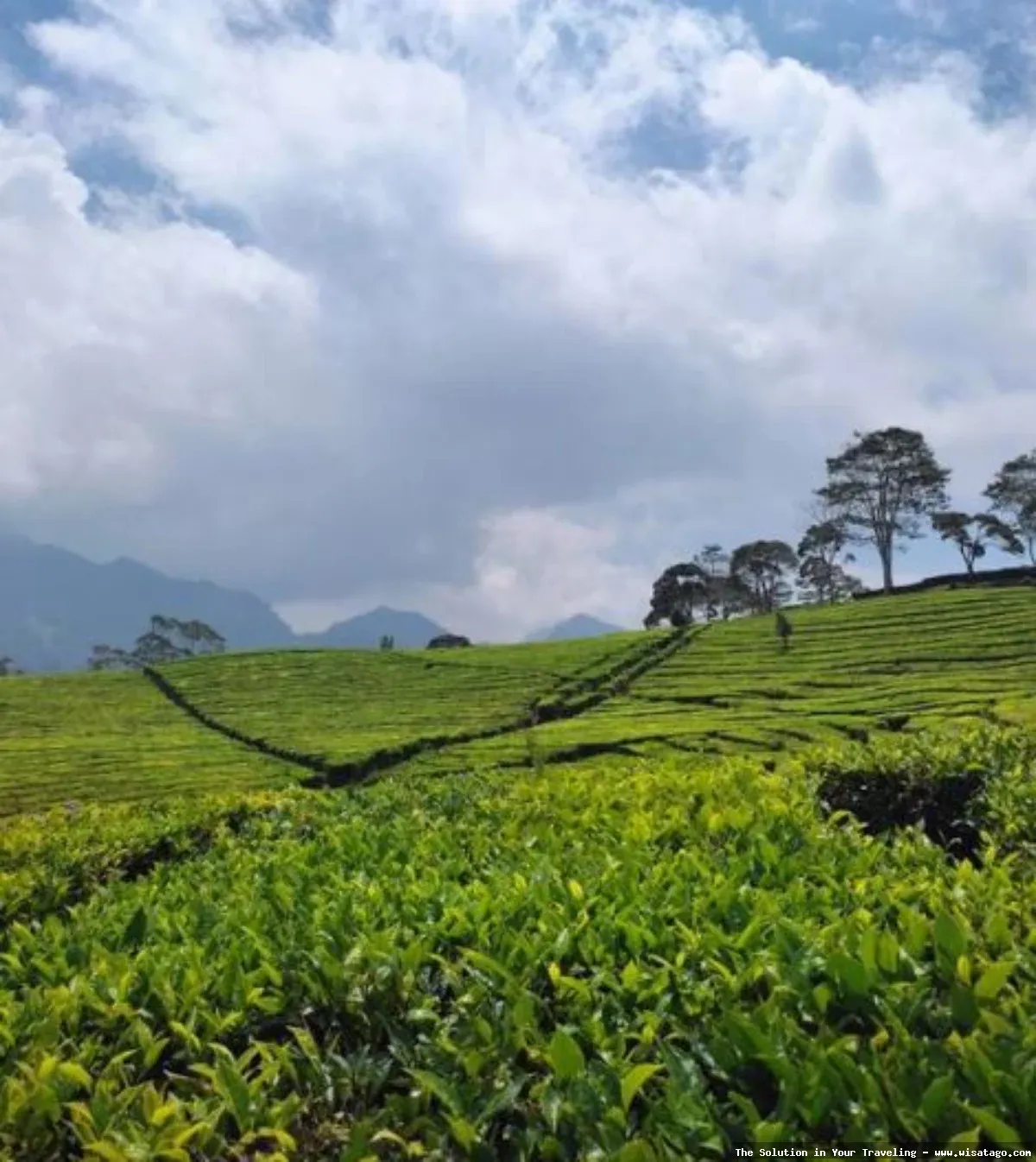 wisata Kebun SKD Pulau Simcut indah