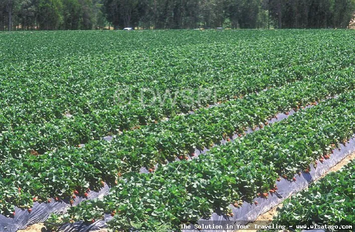 Wisata Kebun Stroberi Organis Afdeling segar