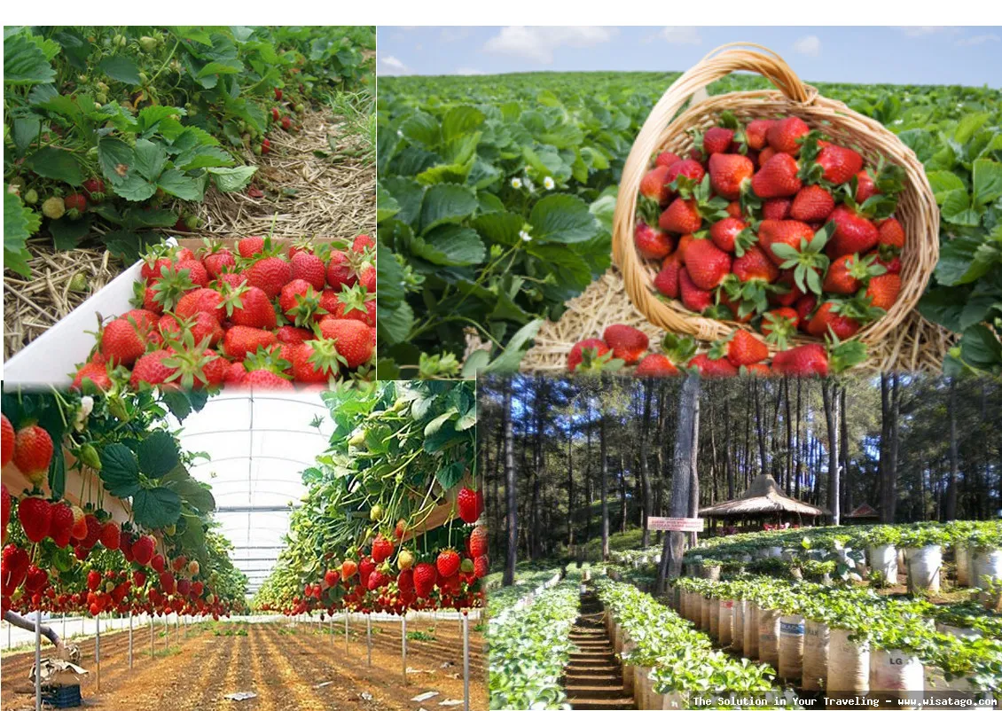 Wisata Kebun Stroberi Organis Afdeling segar