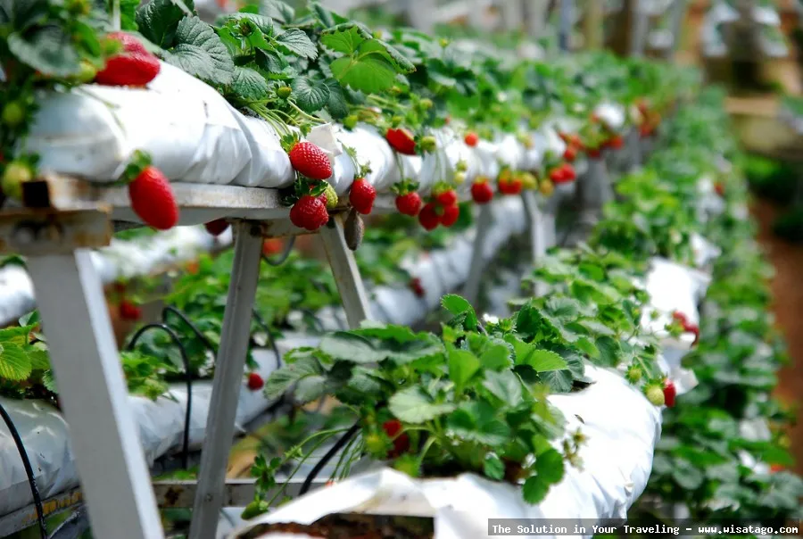 Wisata Kebun Stroberi Organis Afdeling segar