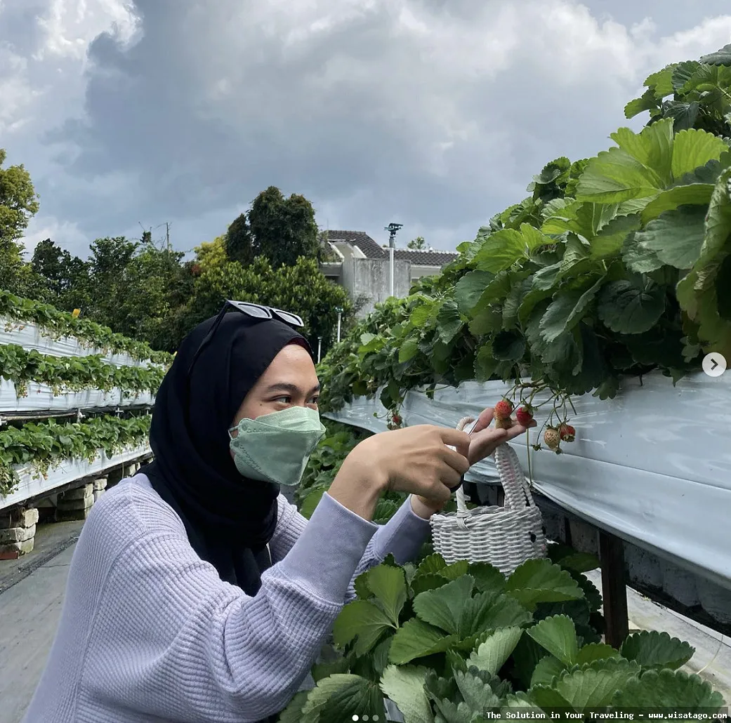 Wisata Kebun Stroberi Organis Afdeling segar