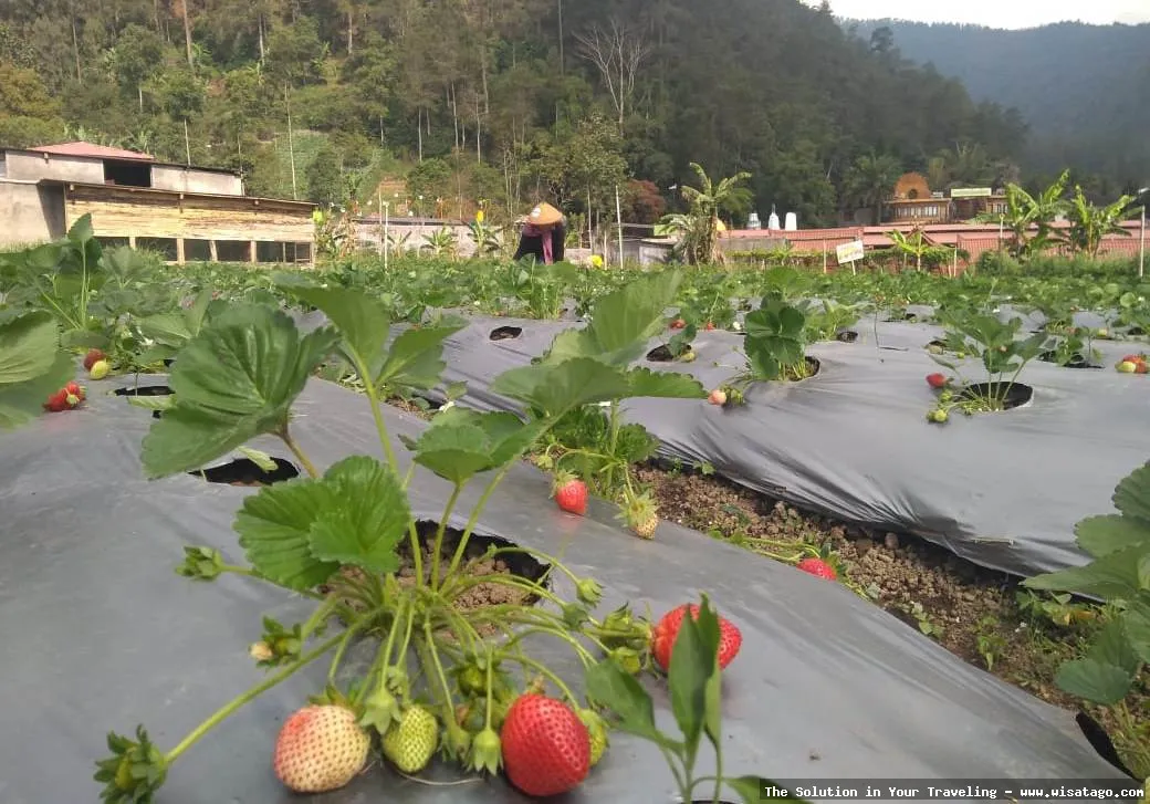 wisata Kebun Stroberi Organis Afdeling segar