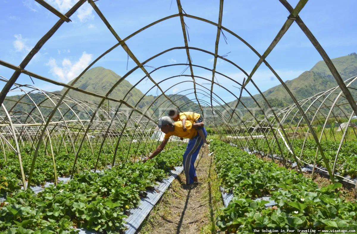 Wisata Kebun Stroberi Organis Afdeling segar