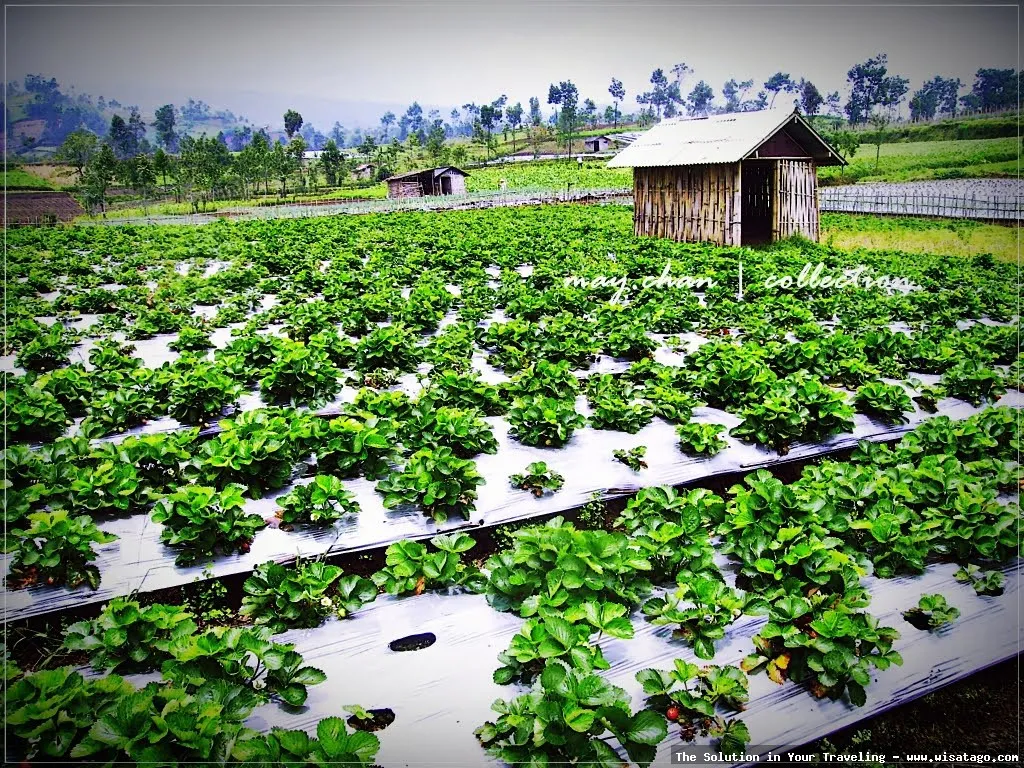 Wisata Kebun Stroberi Organis Afdeling segar