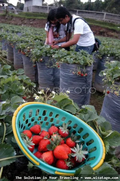 Wisata Kebun Stroberi Organis Afdeling segar