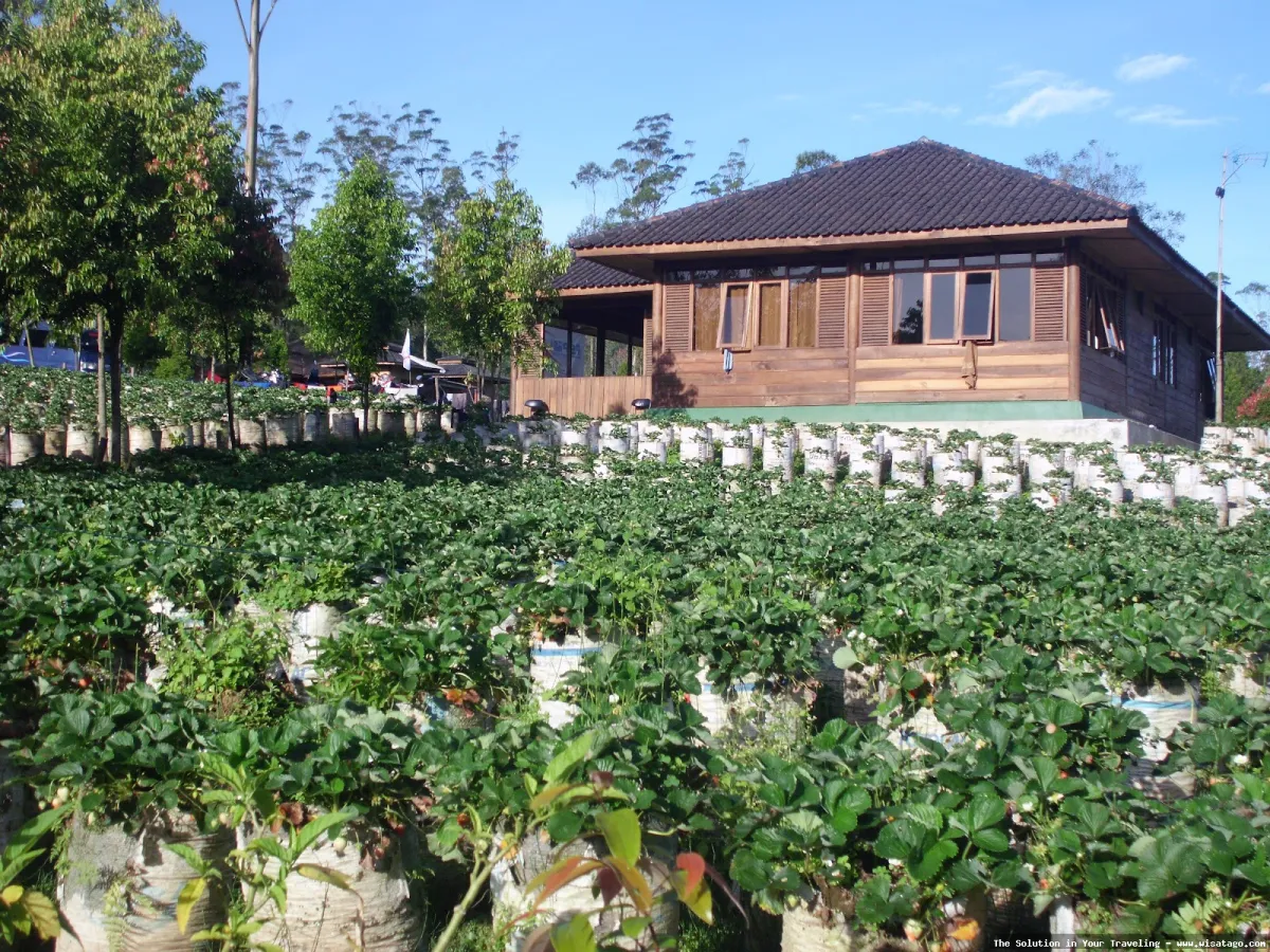 wisata Kebun Stroberi Organis Afdeling segar