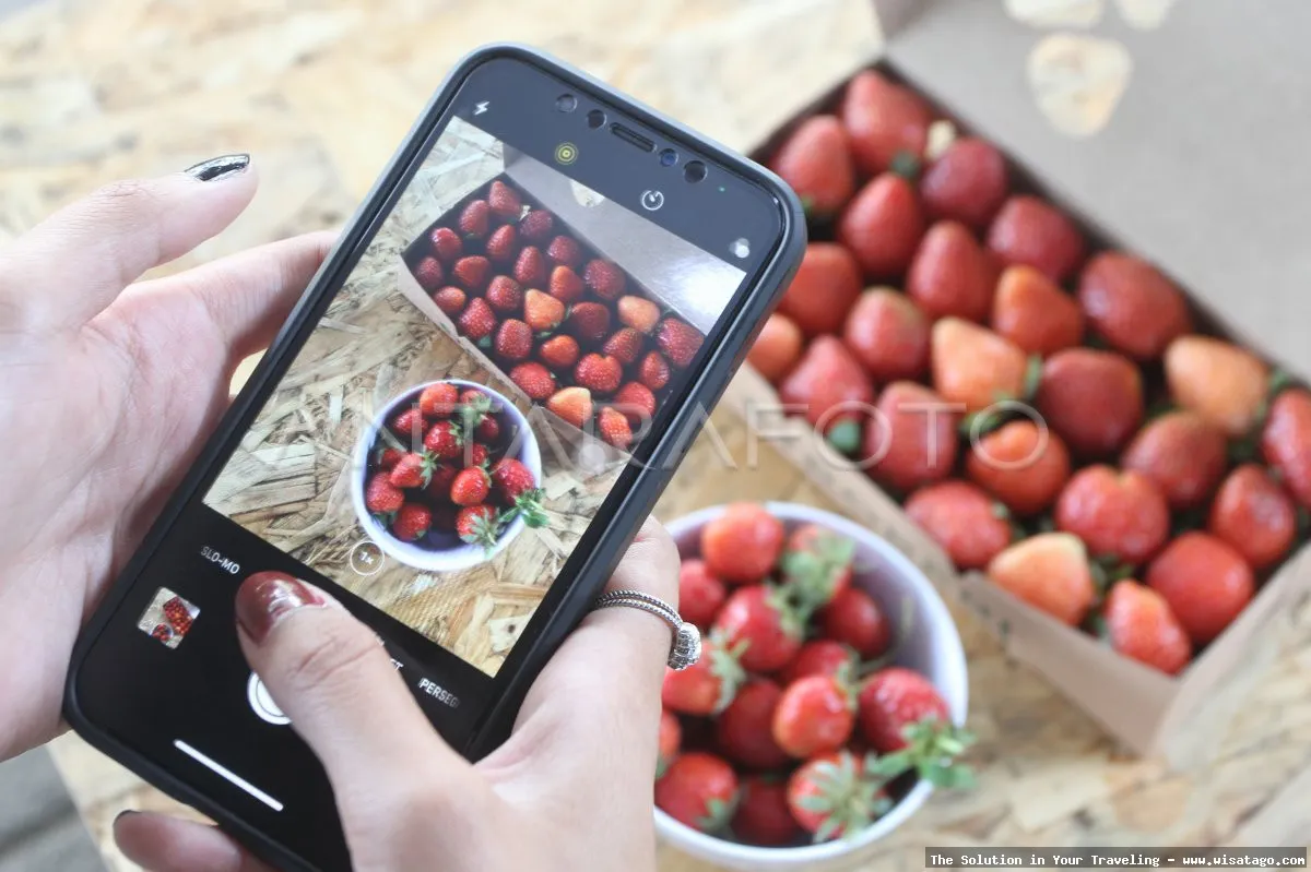 Wisata Kebun Stroberi Organis Afdeling segar