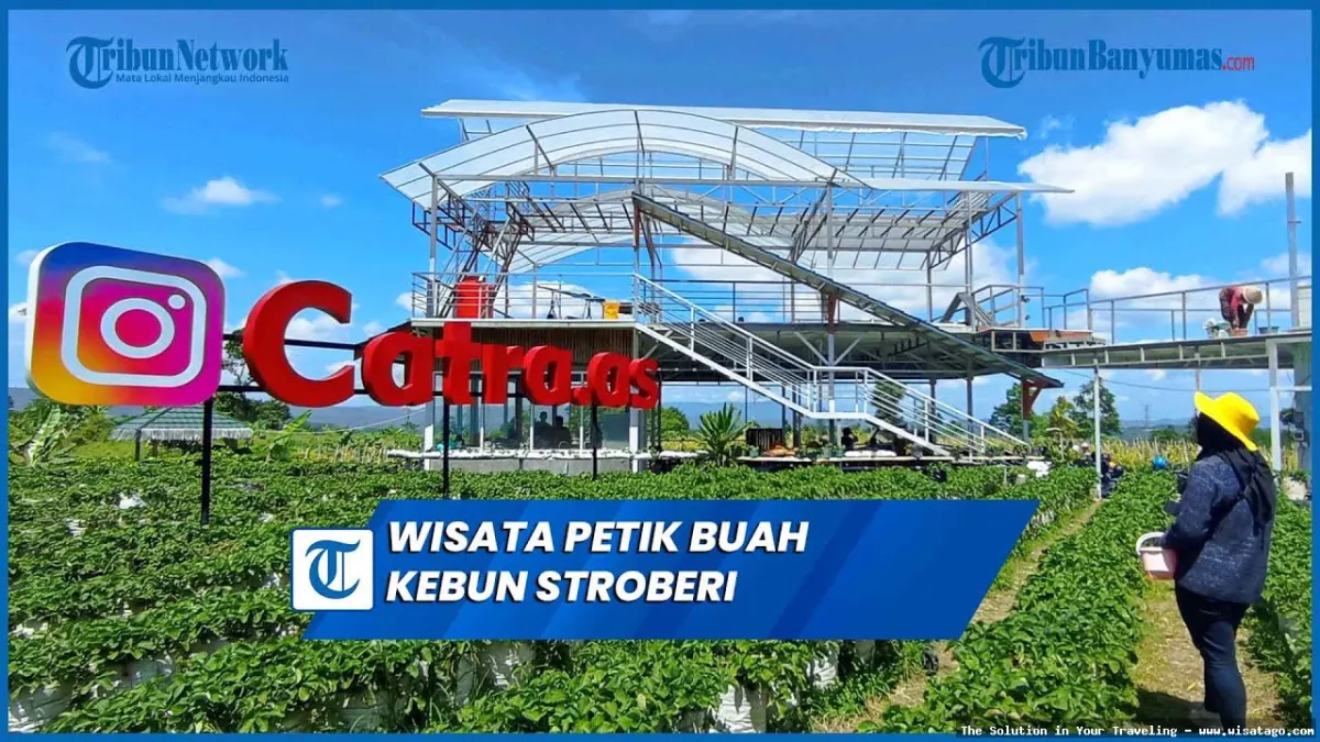 wisata Kebun Stroberi Organis Afdeling segar
