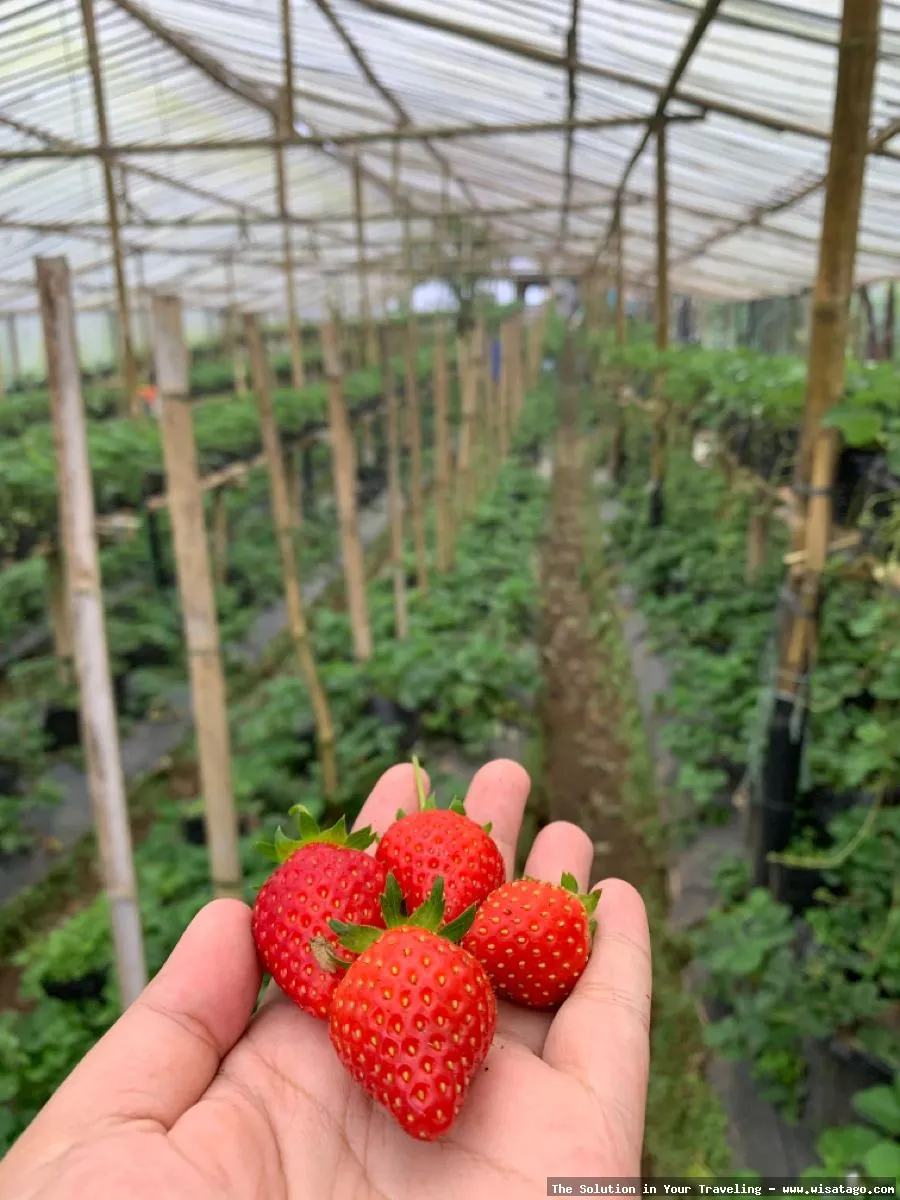 Wisata Kebun Stroberi Organis Afdeling segar