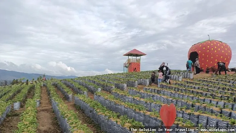 wisata Kebun Stroberi Organis Afdeling segar