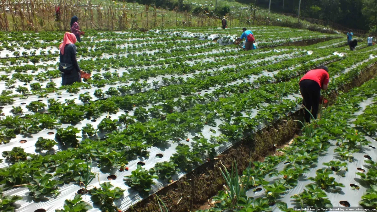 Wisata Kebun Stroberi Organis Afdeling segar