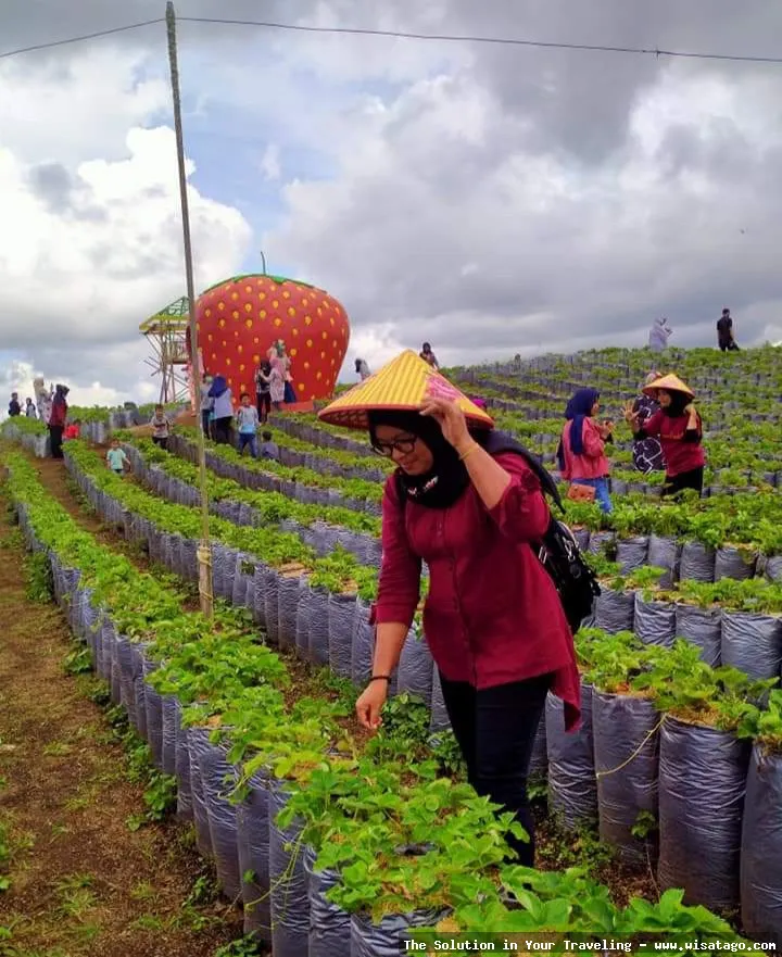 wisata Kebun Stroberi Organis Afdeling segar
