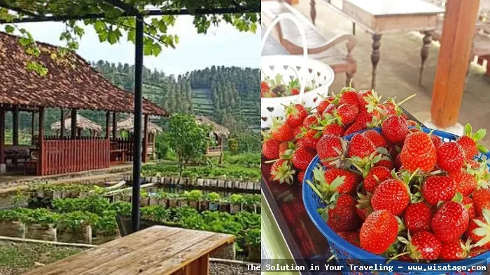 wisata Kebun Stroberi Organis Afdeling segar