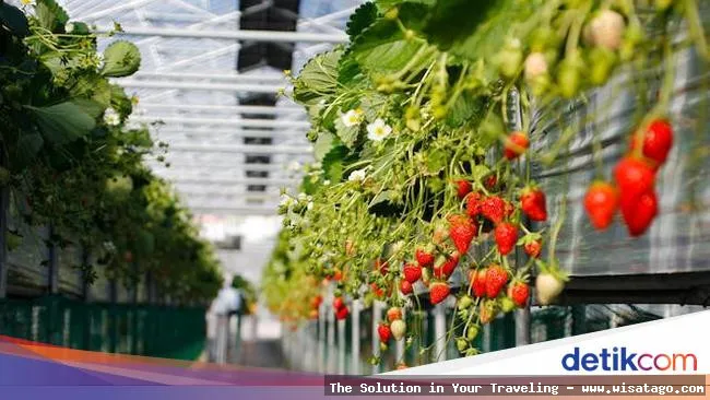 wisata Kebun Stroberi Organis Afdeling segar