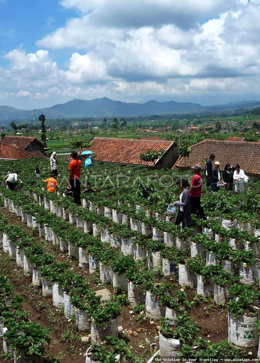 Wisata Kebun Stroberi Organis Afdeling segar