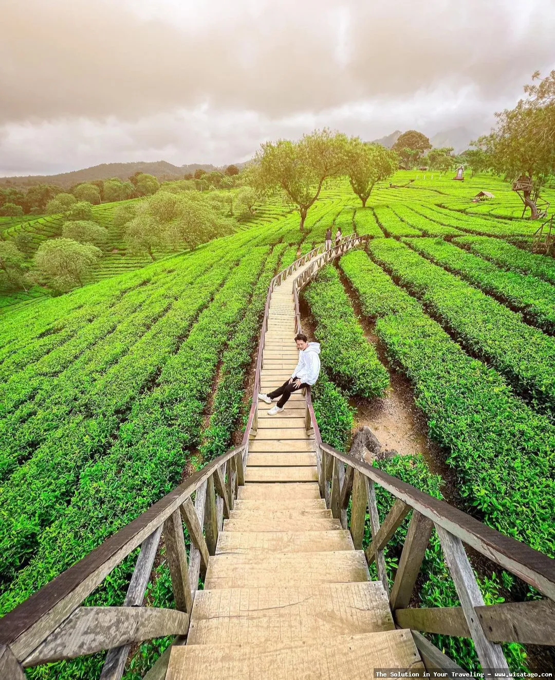 Wisata Kebun Teh Ptpn Wonosari mempesona