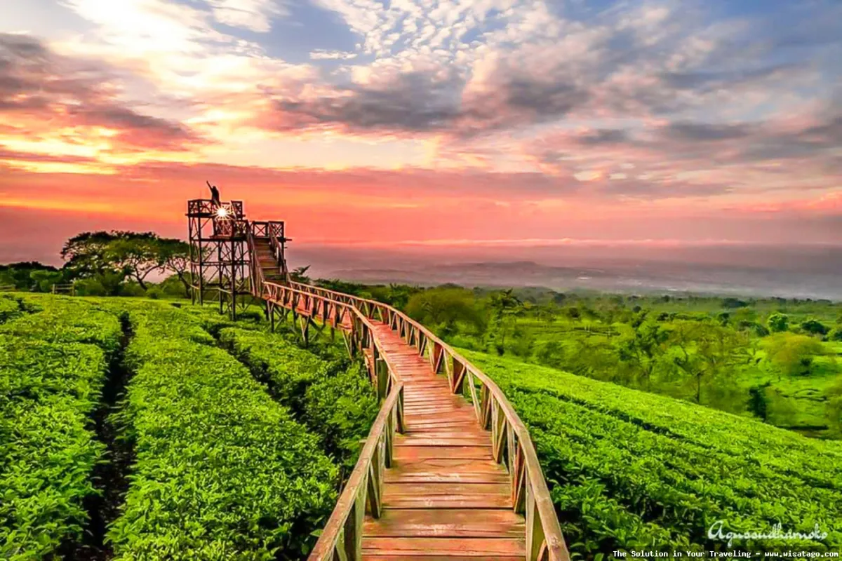 Wisata Kebun Teh Ptpn Wonosari indah