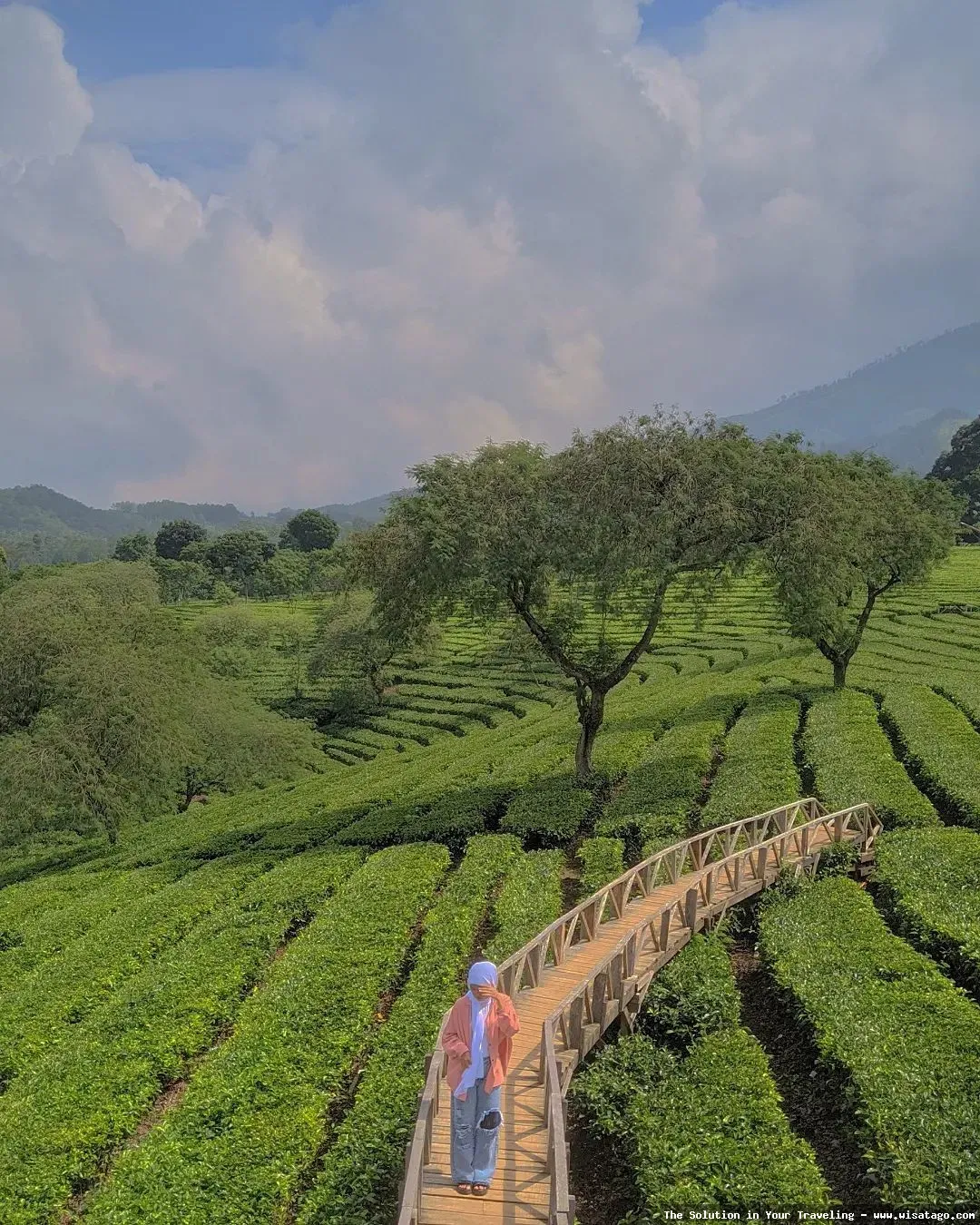 wisata Kebun Teh Ptpn Wonosari indah