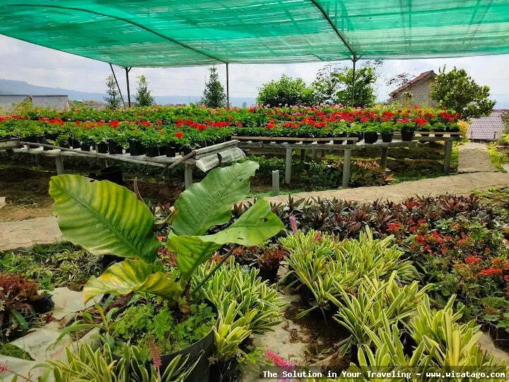 Wisata Kebun Wisata Inkarla yang asri