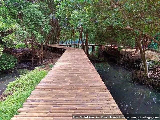Wisata Manggrove Kuala Bakti yang asri