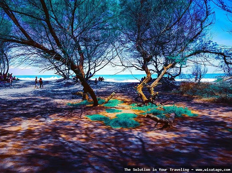 wisata Pantai Cemara yang menawan