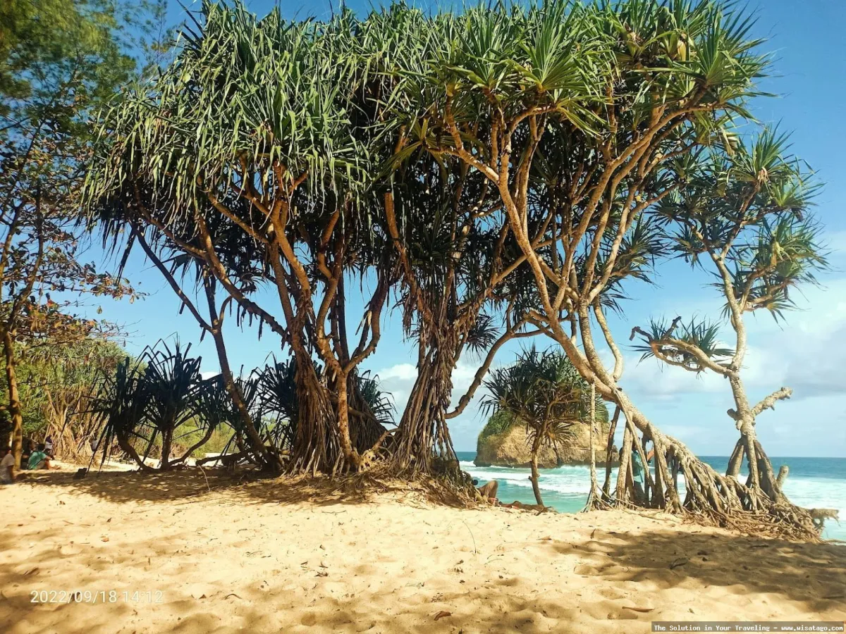 Wisata Pantai Ngudel, pasir putih memesona