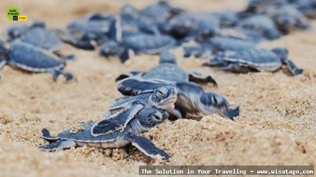 wisata Pantai Pelangi yang memukau