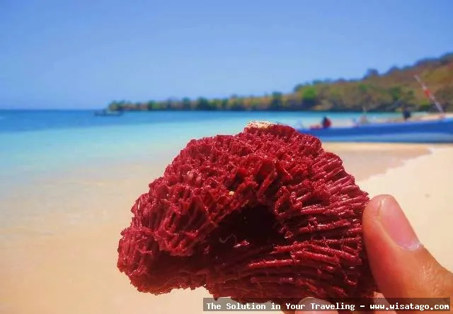 Wisata Pantai Pink Lombok memukau