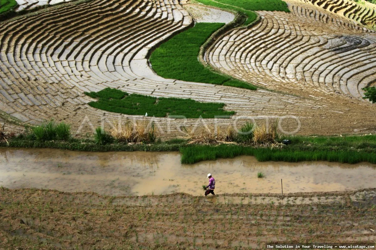 Wisata Persawahan Linggi yang memukau