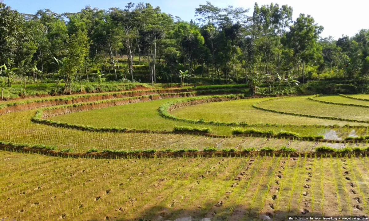 Wisata Persawahan Linggi yang menawan hati