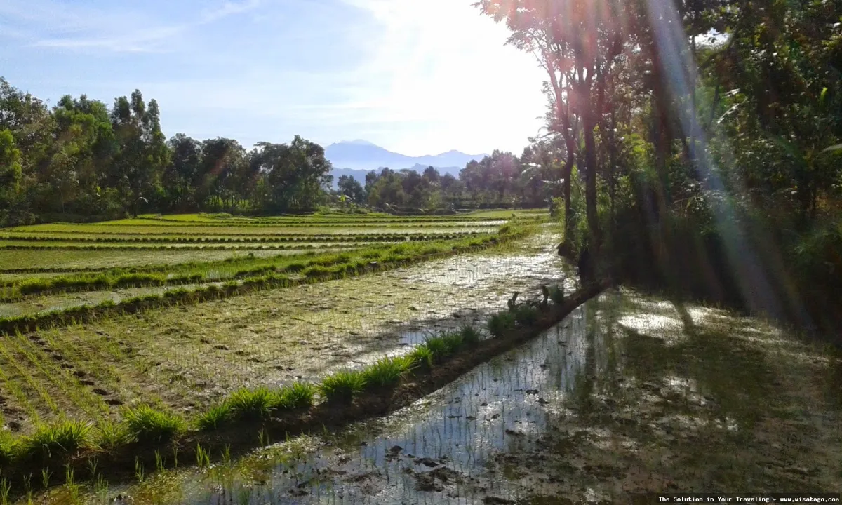 Wisata Persawahan Linggi yang memukau.