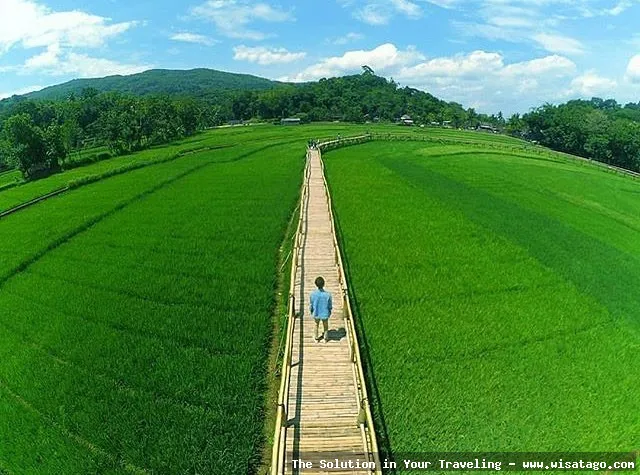 Wisata Persawahan Linggi yang mempesona