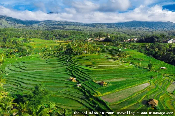 wisata Persawahan Linggi yang memukau