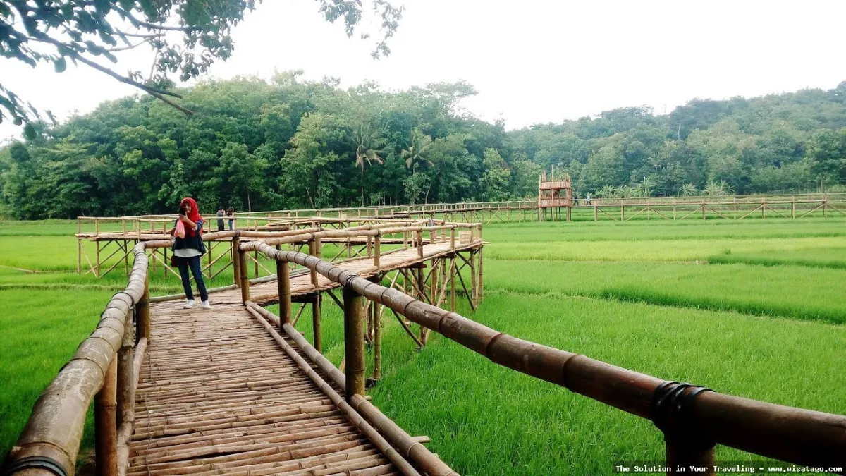 wisata Persawahan Linggi yang memukau