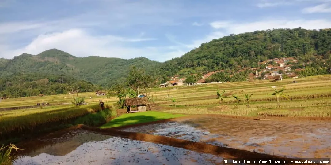wisata Persawahan Linggi yang memukau