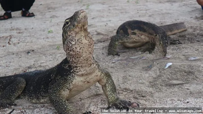 wisata Pulau Biawak Indramayu Jabar eksotis