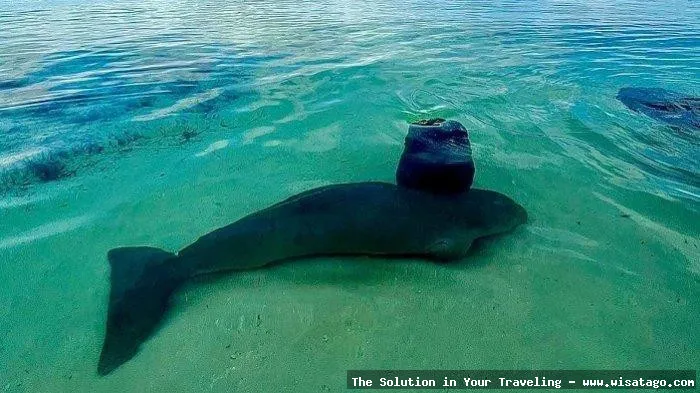 Wisata Pulau Duyung yang mempesona