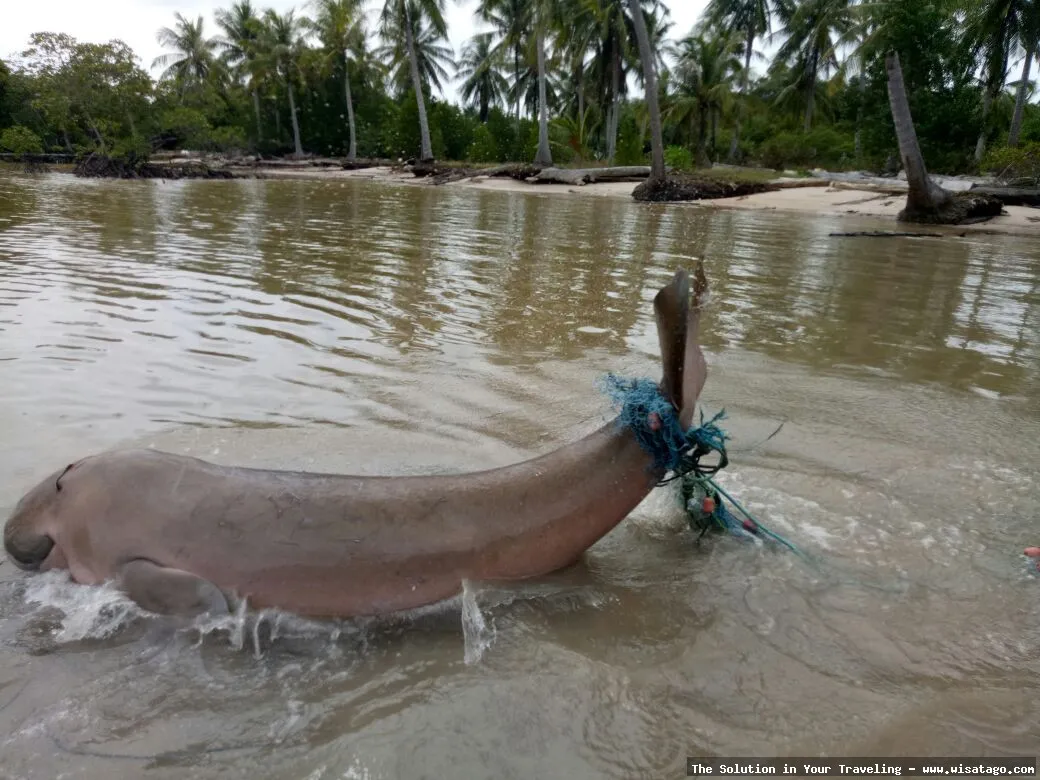 Wisata Pulau Duyung, pantai eksotis memukau