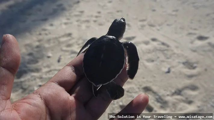 wisata Pulau Pahat yang memukau