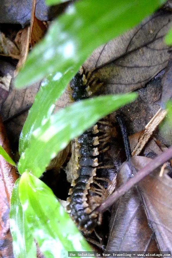 Wisata Pusat Pendidikan Konservasi Alam Bodogol