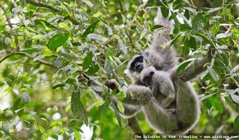 wisata Pusat Pendidikan Konservasi Alam Bodogol