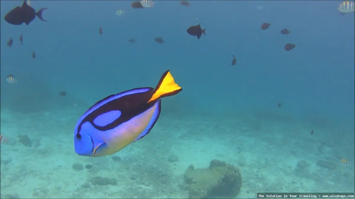 wisata Rubiah Beach, pantai eksotis.