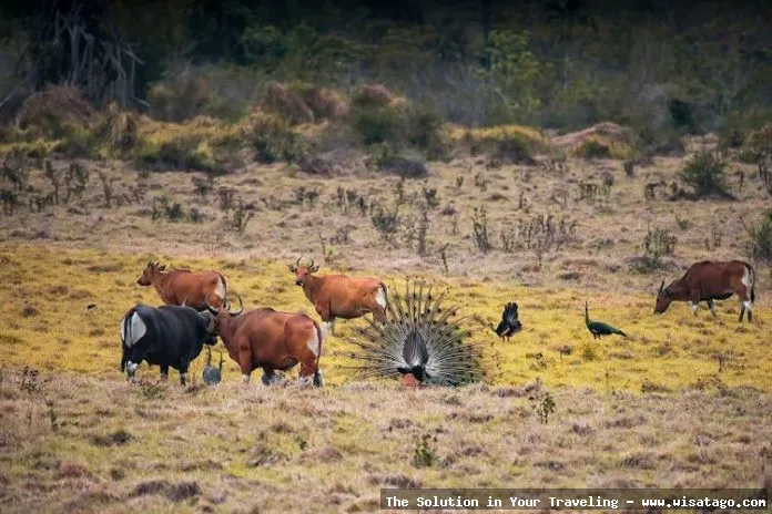 Wisata Taman Nasional Alas Purwo, eksotis.