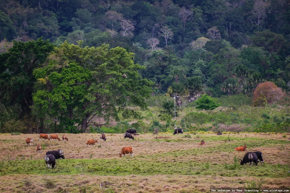 Wisata Taman Nasional Alas Purwo menawan