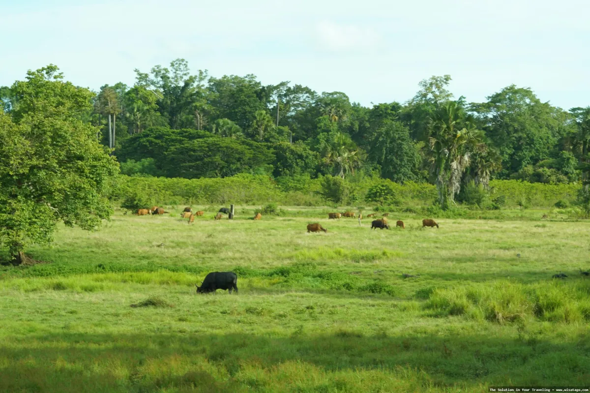 Wisata Taman Nasional Alas Purwo Banyuwangi